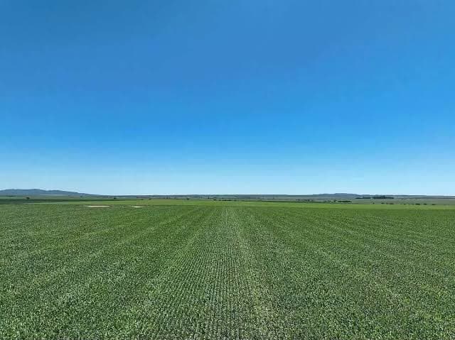 Campo cultivado en Linares, con hileras verdes hasta el horizonte bajo un cielo despejado