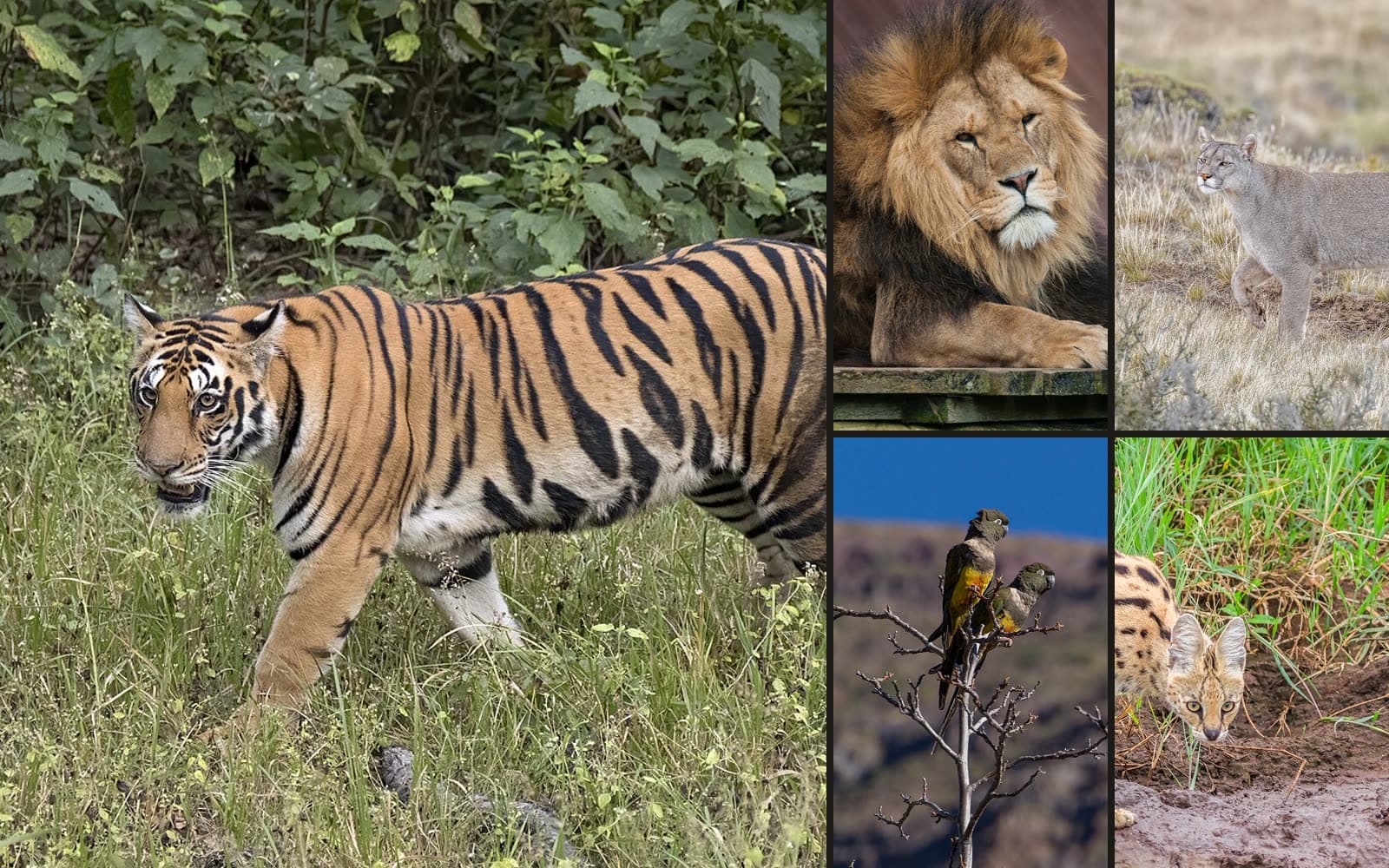 Collage de especies que viven en Casa Noé: tigre de Bengala, león, puma, loro tricahue y serval